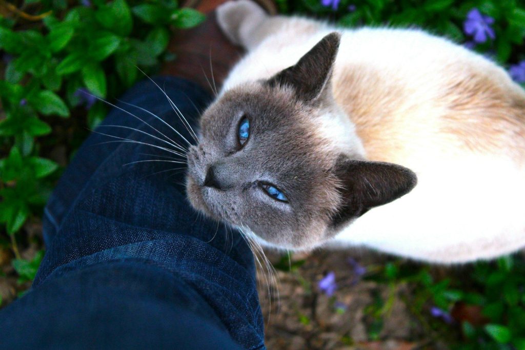 A cat with blue eyes rests on a leg.