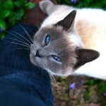 A cat with blue eyes rests on a leg.