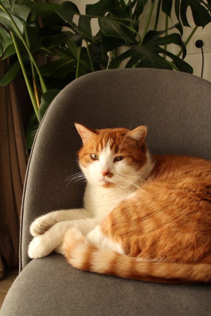 An orange and white cat rests on a chair.