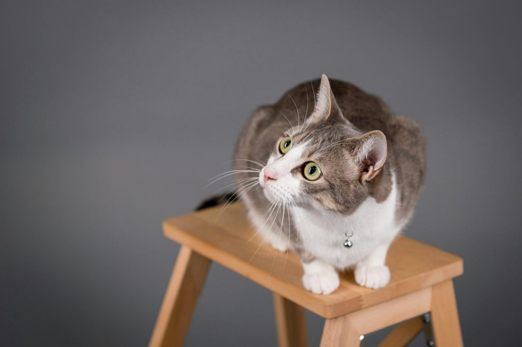 A cat sitting on top of a wooden stool