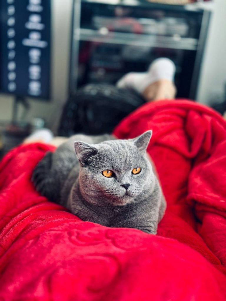 A gray cat laying on top of a red blanket