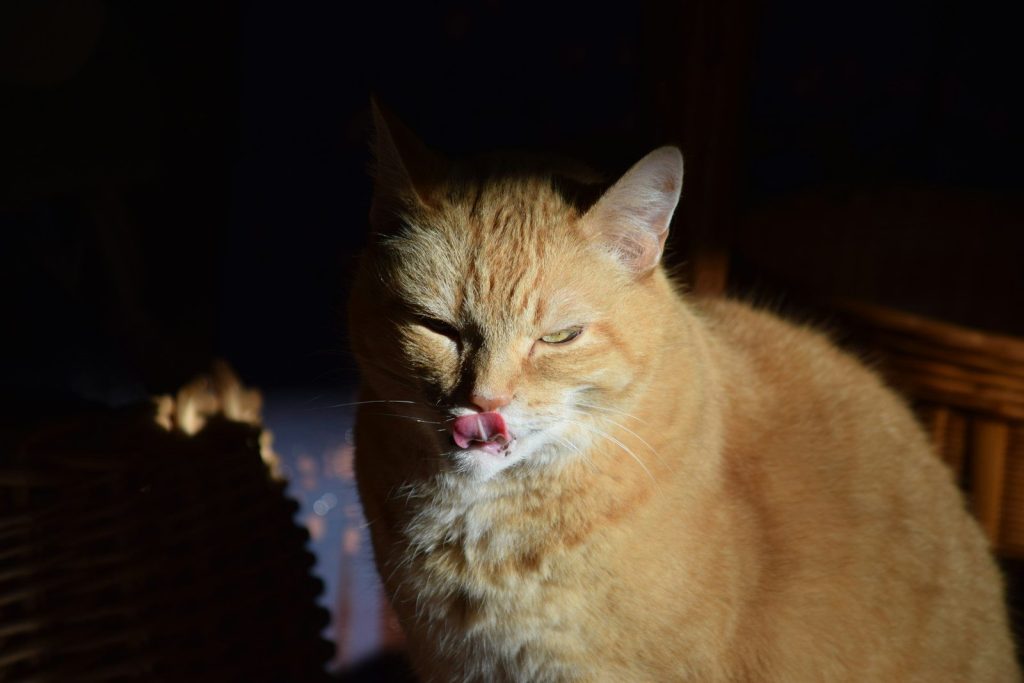 A cat with its mouth open sitting on a table