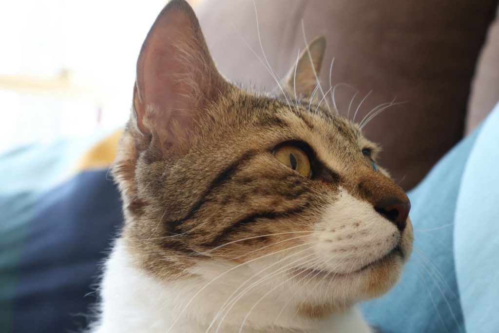 A close up of a cat sitting on a couch