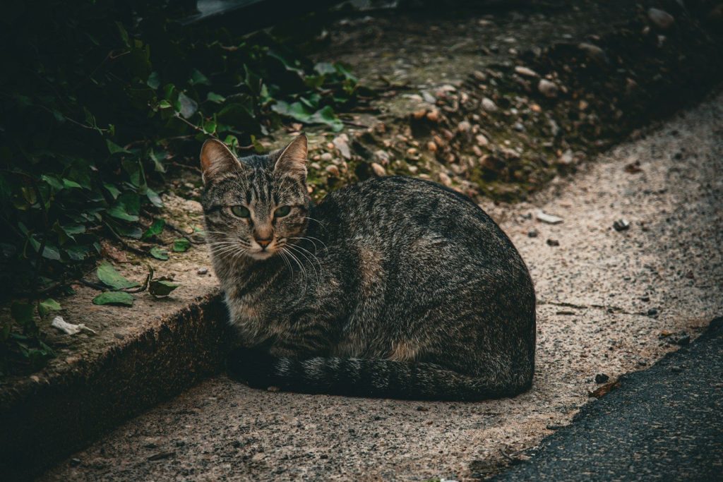 a cat that is sitting down on the ground