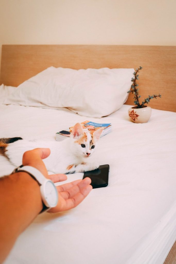 person holding white and brown cat toy