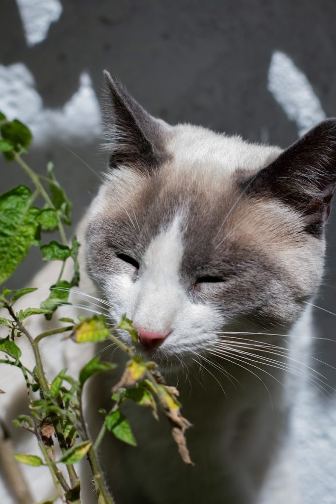 a cat smelling a plant