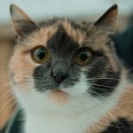a close up of a cat looking at the camera