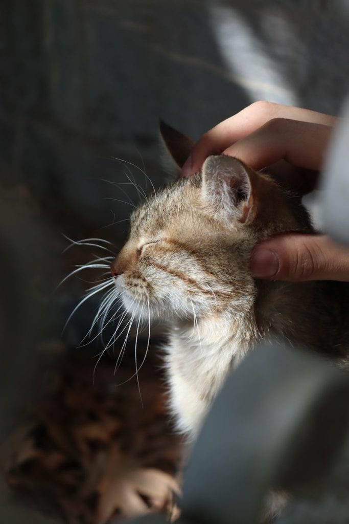 a hand touching a small animal