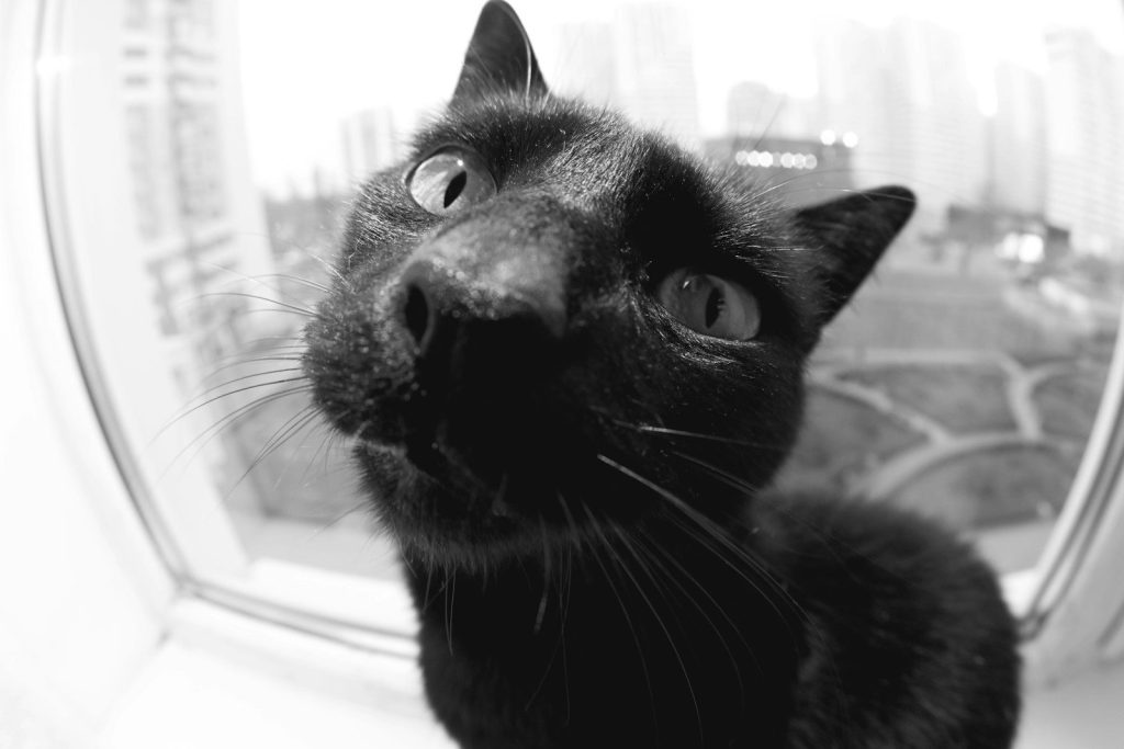 A black cat looks curiously at the camera.