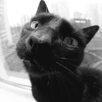 A black cat looks curiously at the camera.