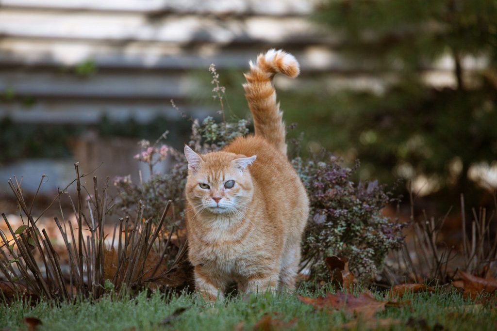 An orange cat stands in a garden.