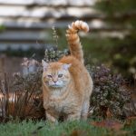 An orange cat stands in a garden.