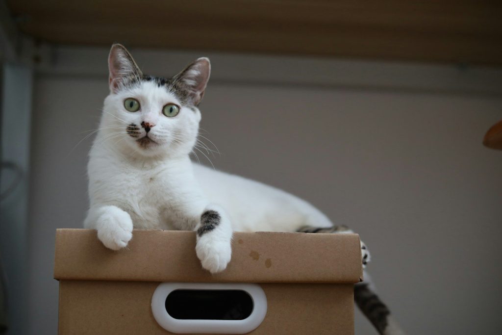 a cat sitting on top of a cardboard box