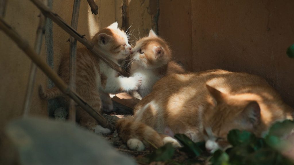 a couple of kittens that are laying down