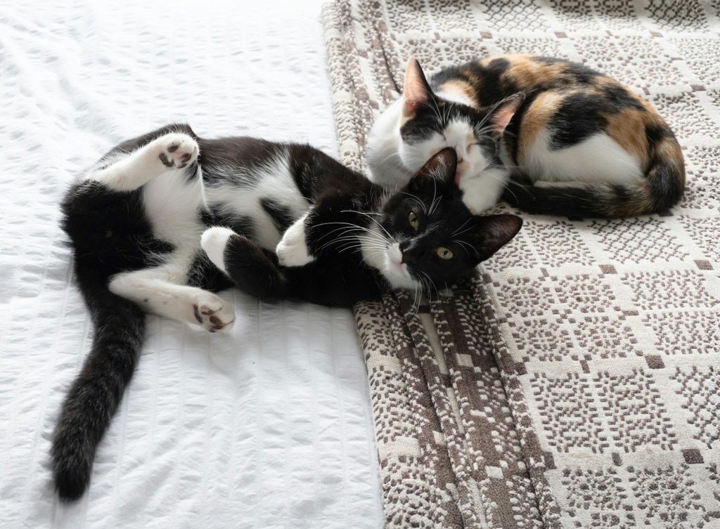 Two cats resting on a patterned blanket.