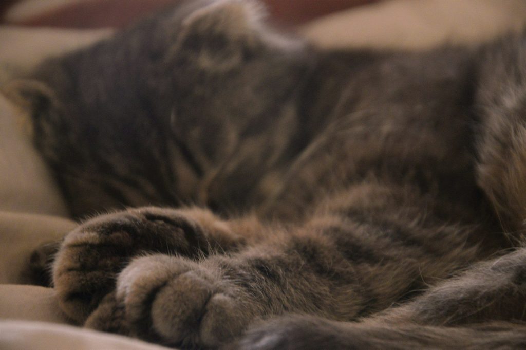 brown tabby cat lying on brown textile