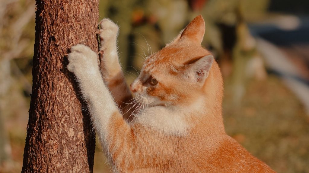 A cat scraches its claws on a tree.