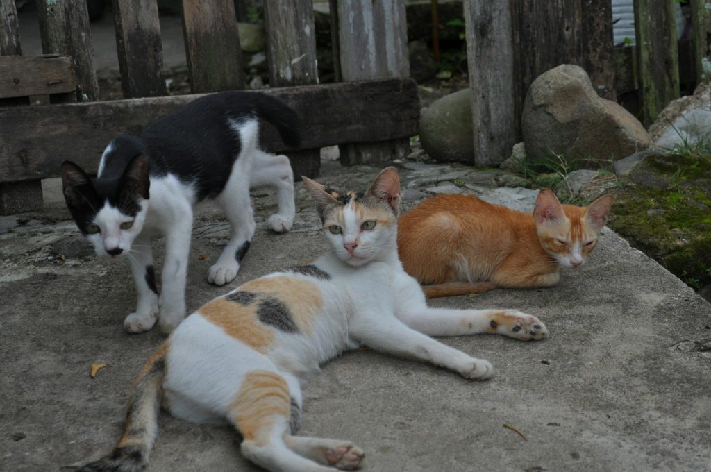 Three cats are relaxing outside together.