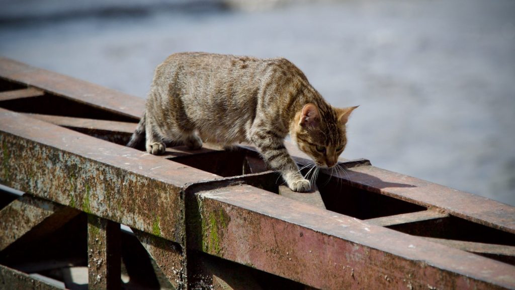 a cat walking on a wooden bench