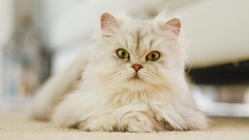 A white cat with green eyes laying on the floor