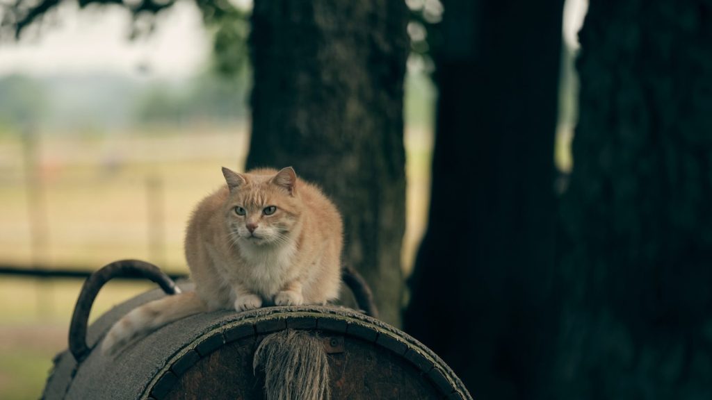 orange tabby cat on brown wooden round table