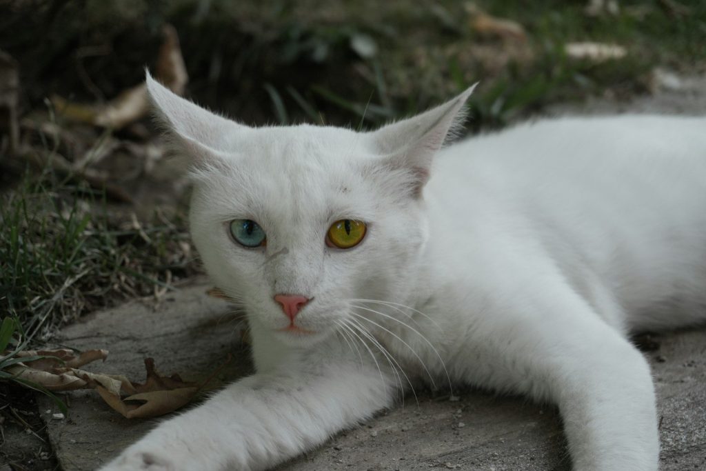 A white cat with yellow eyes laying on the ground
