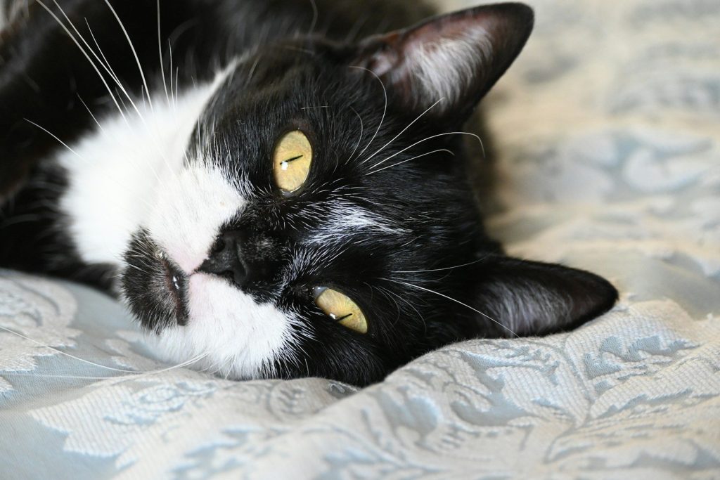 a black and white cat laying on top of a bed