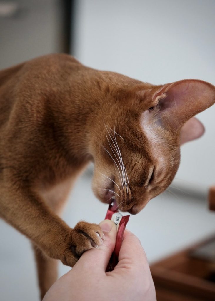 Abyssinian cat eating a treat from a hand.