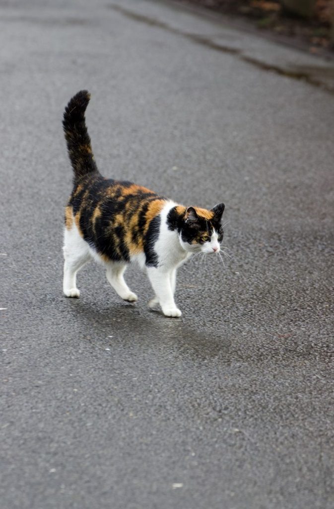 a calico cat walking across a street