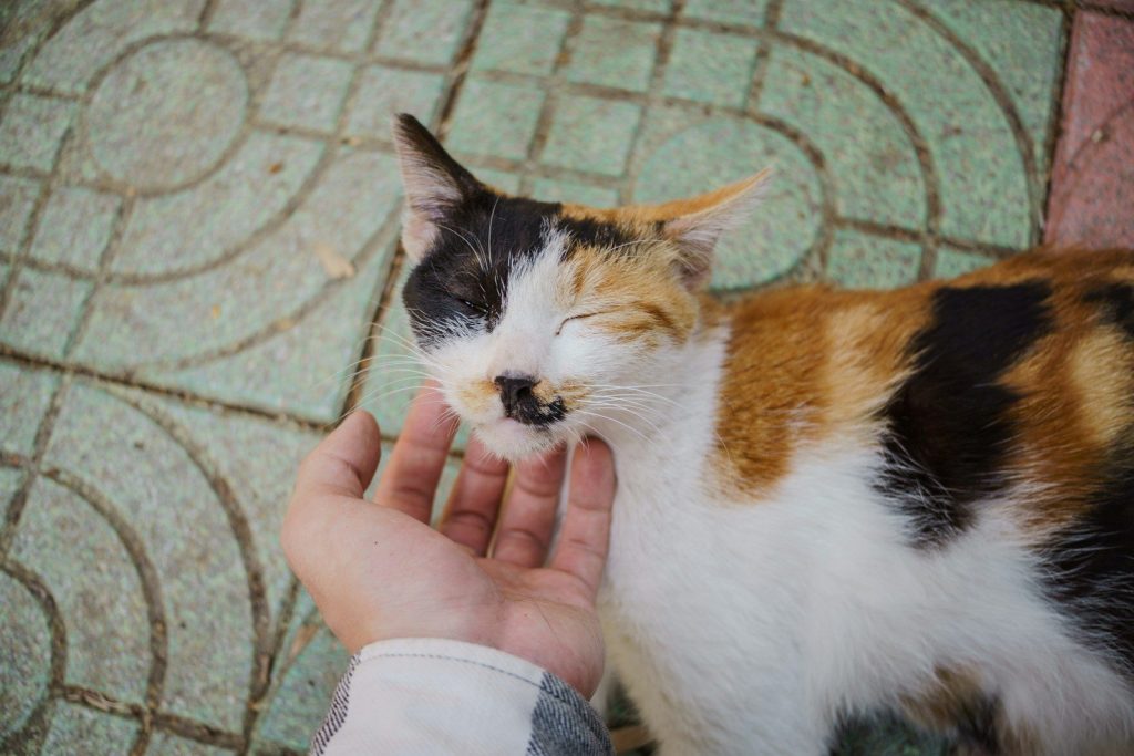 A hand lovingly pets a colorful cat.