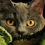 a gray cat with yellow eyes laying on a blanket