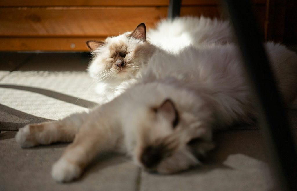 Two fluffy cats resting in a sunlit room.