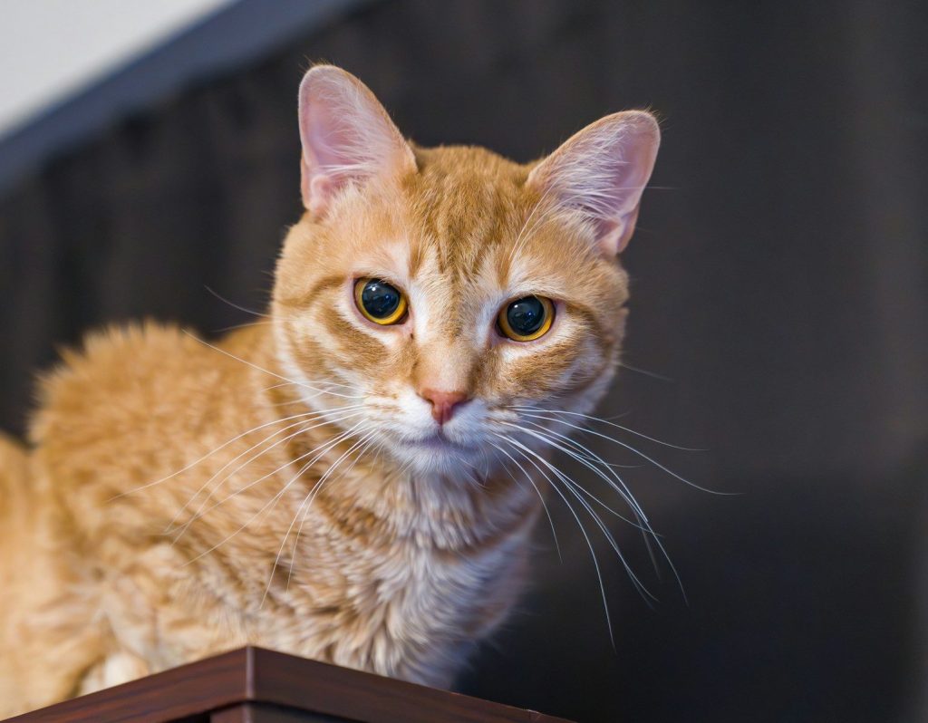 A close up of an orange tabby cat