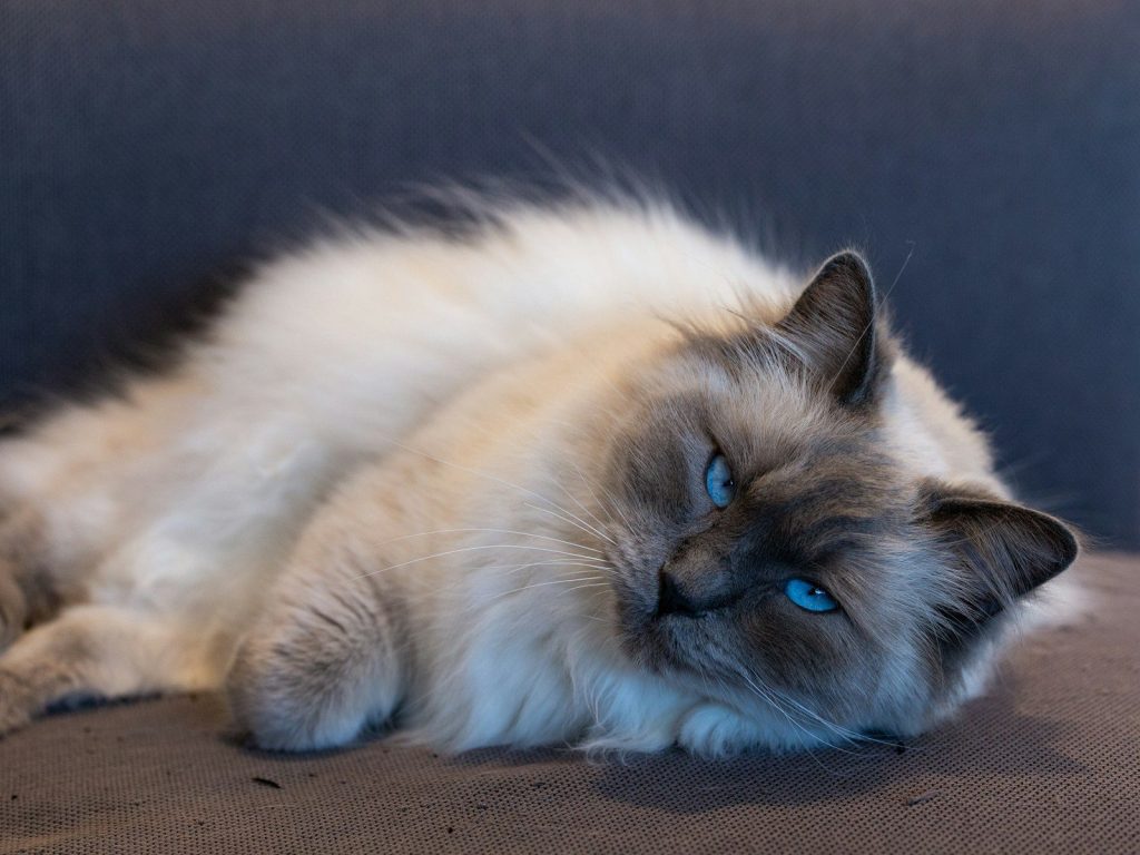 a cat lying on a couch