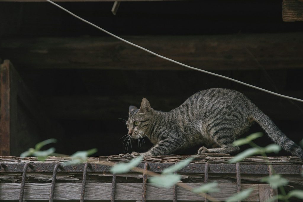 A tabby cat crouches on a wooden structure.