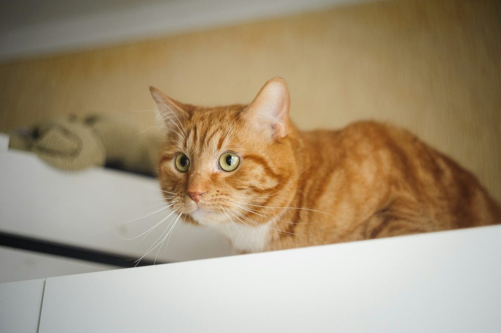 orange tabby cat on white table