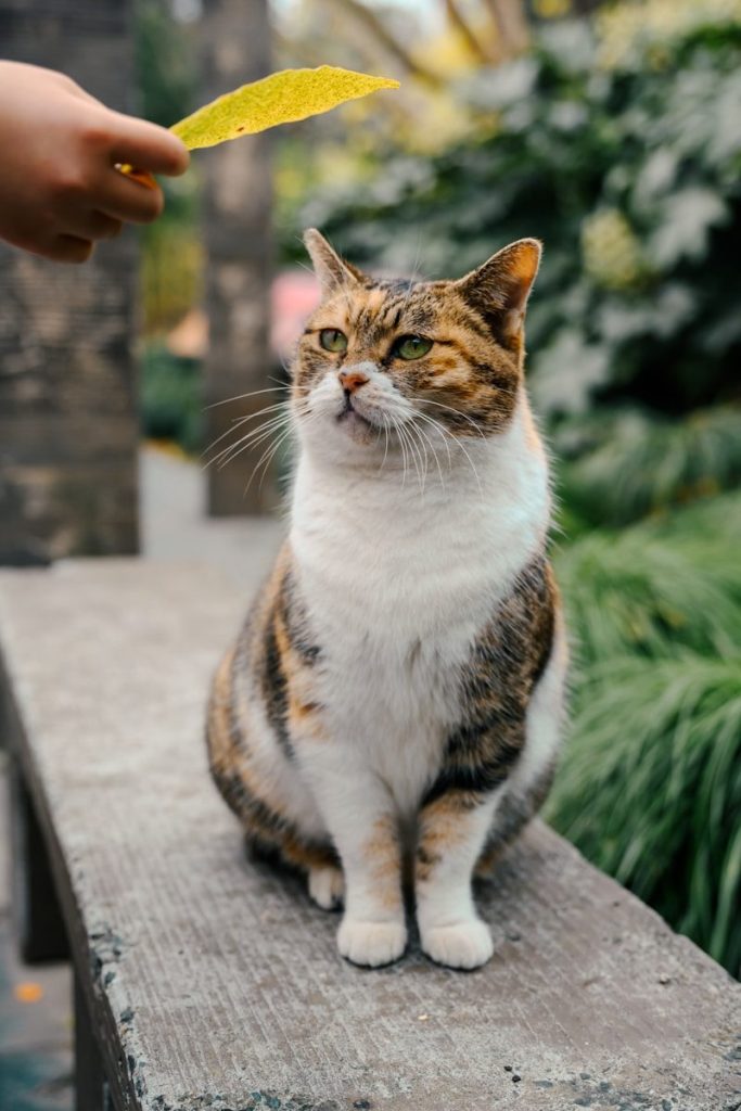 A calico cat sits on a ledge, looking up.