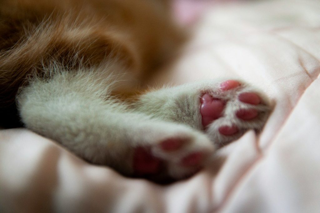 a close up of a cat's paw on a bed