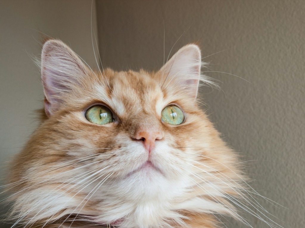 Close-up of an orange fluffy cat with green eyes.