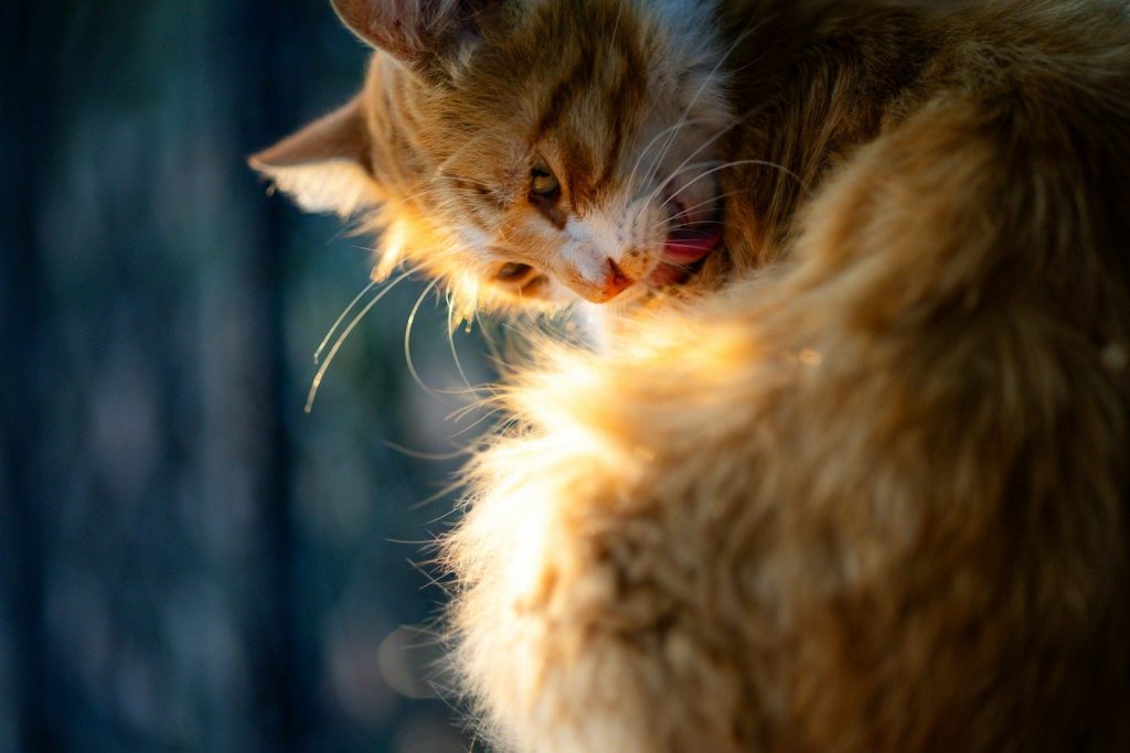 An orange cat licks its fur in the sunlight.
