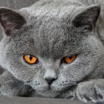 a gray cat with orange eyes laying on a couch