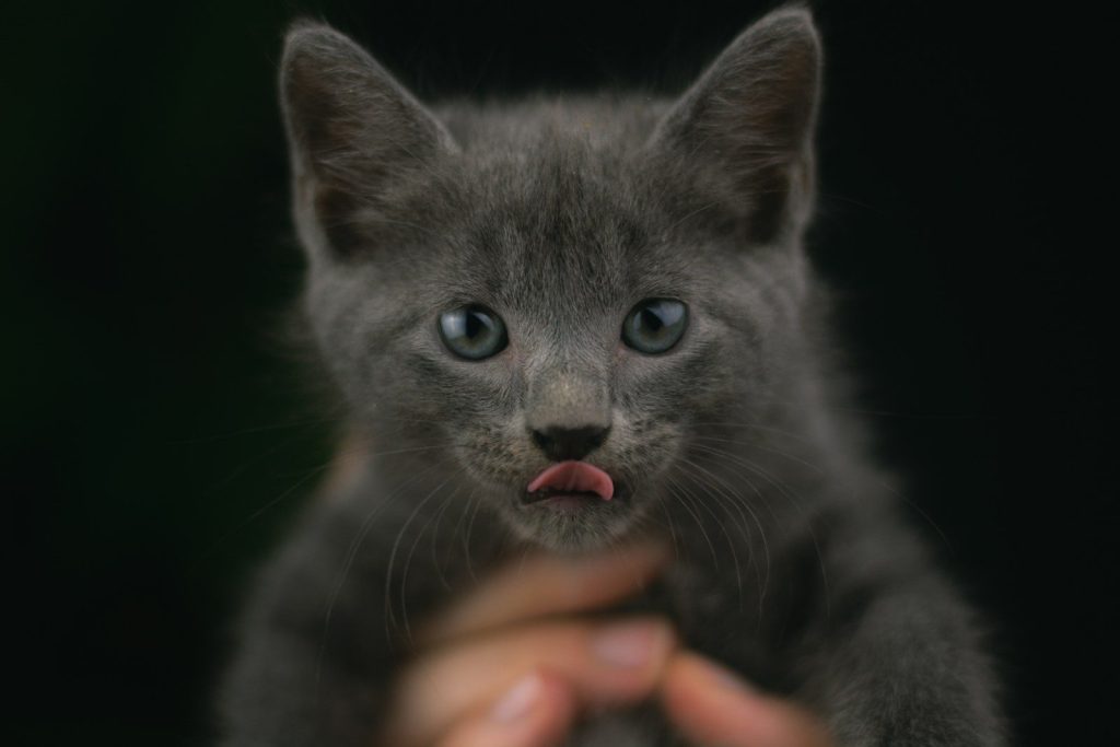 A person holding a small kitten in their hands