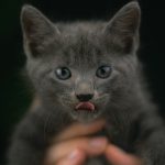 A person holding a small kitten in their hands