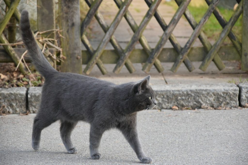 black cat walking on gray concrete road during daytime