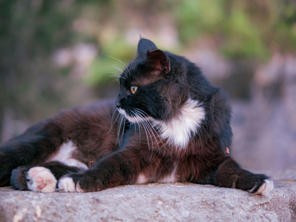A black and white cat rests on a stone surface.