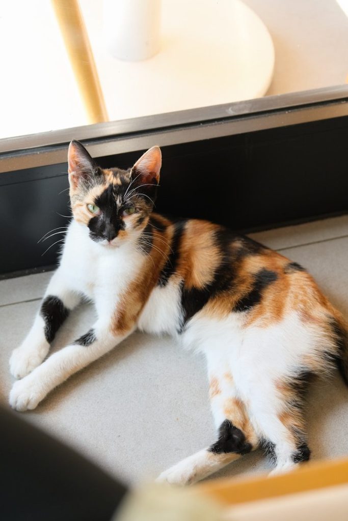 A calico cat rests on a tiled floor.