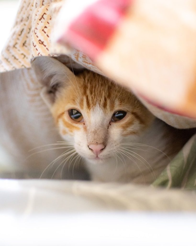 an orange and white cat peeking out from under a blanket
