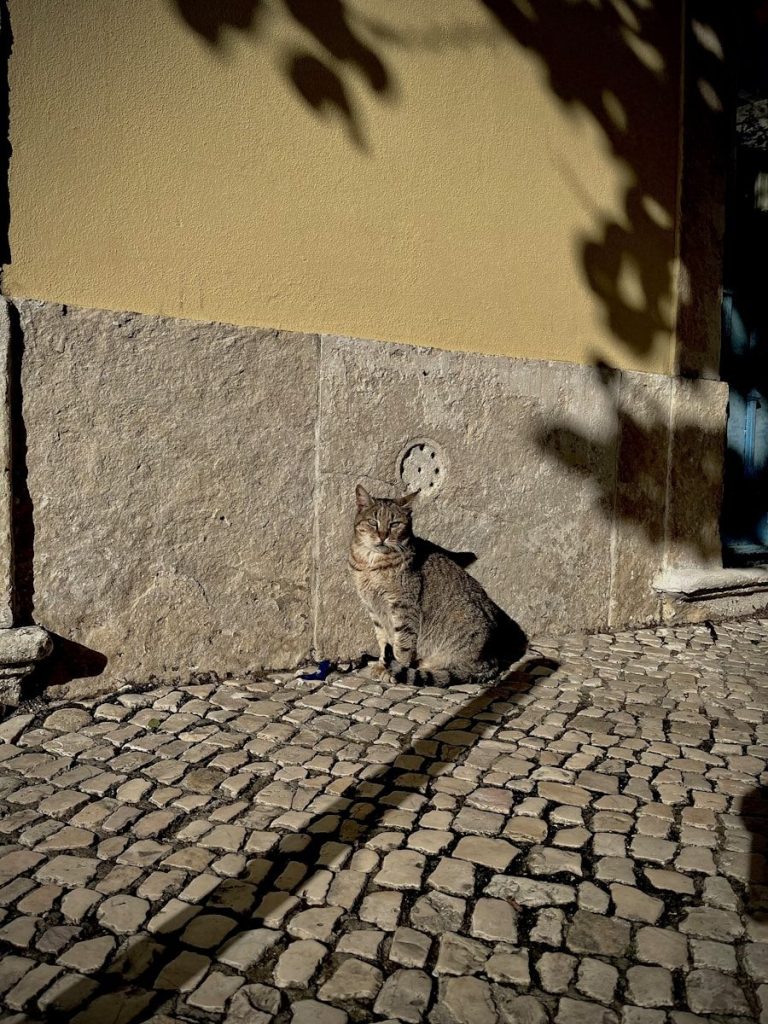 a cat sitting on a cobblestone street next to a wall