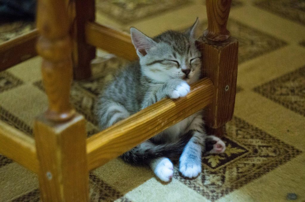 a cat sitting on a chair