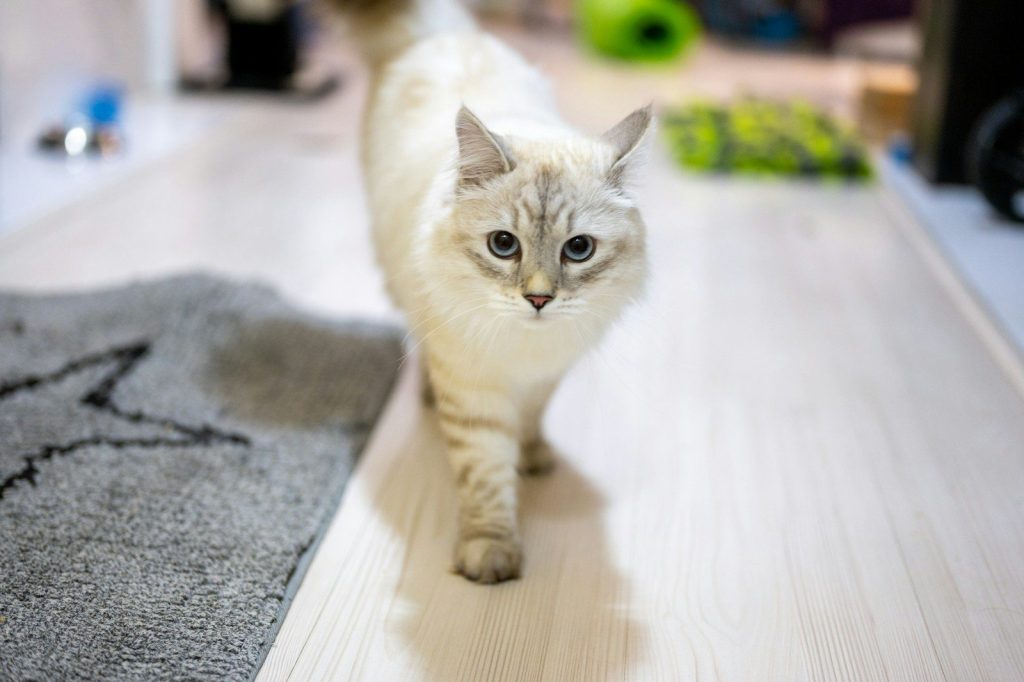 a white cat walking across a wooden floor